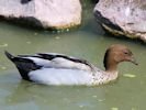 Australian Wood Duck (WWT Slimbridge July 2013) - pic by Nigel Key